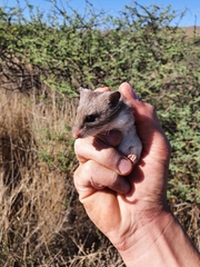 Saccostomus campestris