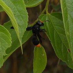 Synagris analis