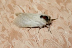 Trichiocercus mesomelas