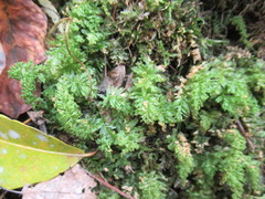 Plagiomnium undulatum