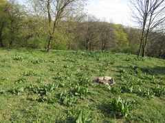 Rumex thianschanicus