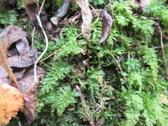 Plagiomnium undulatum