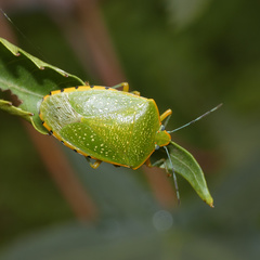 Chinavia pallidoconspersa