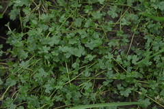 Ranunculus natans
