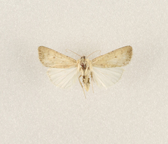 Caradrina albina