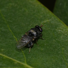 Pachygastrinae