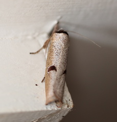 Pilostibes stigmatias