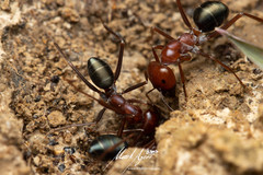 Melophorus rufoniger