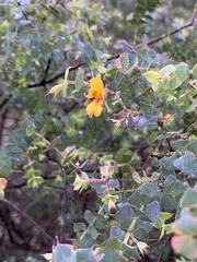 Pultenaea spinosa