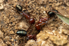 Melophorus rufoniger