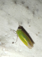 Cicadellidae