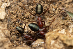 Melophorus rufoniger