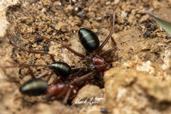 Melophorus rufoniger