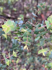 Pultenaea spinosa