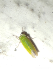 Cicadellidae