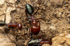 Melophorus rufoniger