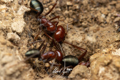 Melophorus rufoniger