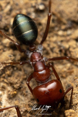 Melophorus rufoniger