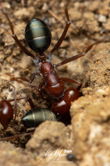 Melophorus rufoniger