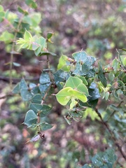 Pultenaea spinosa