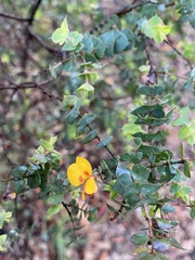 Pultenaea spinosa