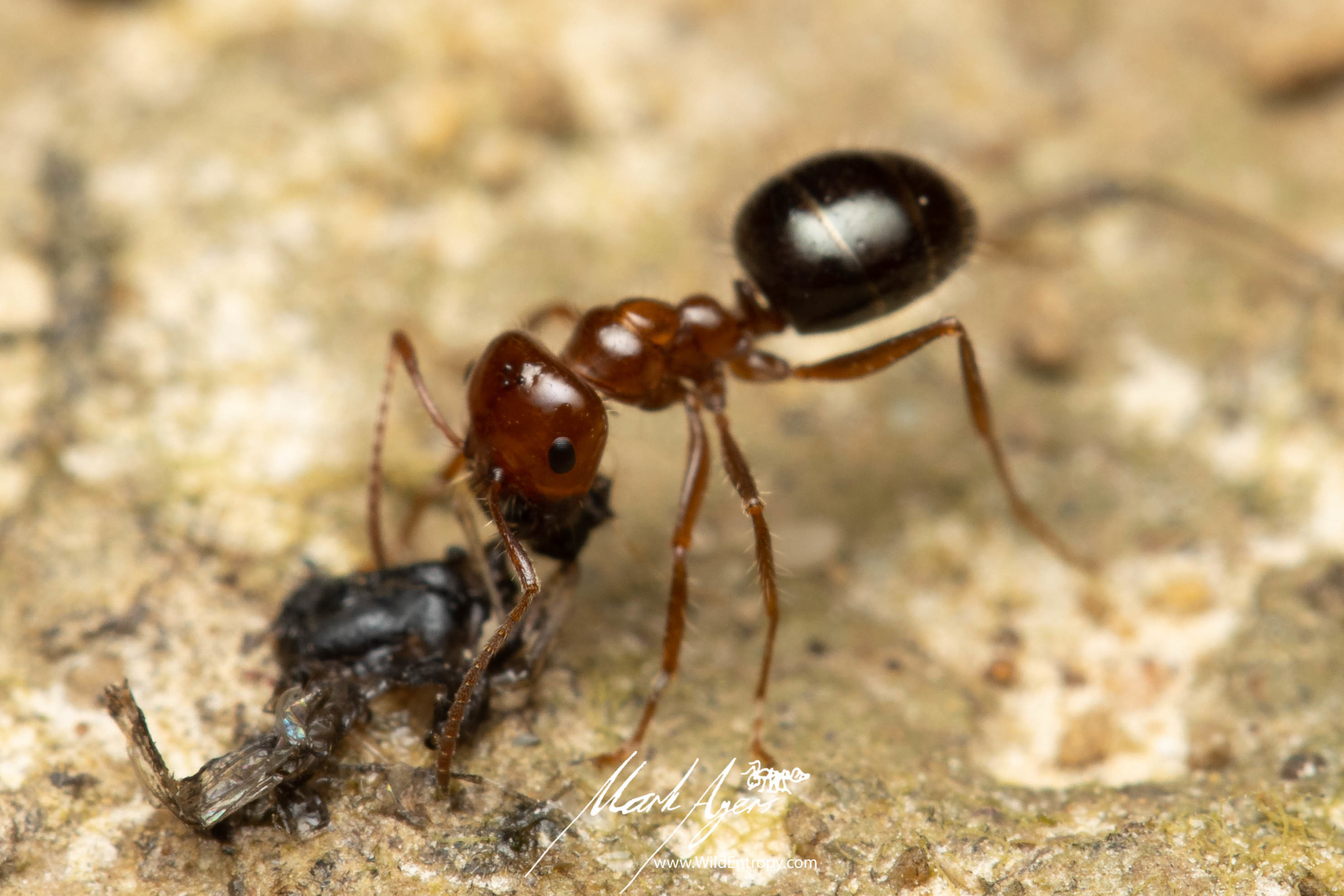 Melophorus turneri