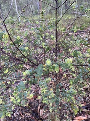 Pultenaea spinosa