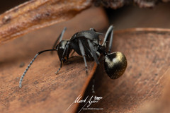 Polyrhachis tubifera