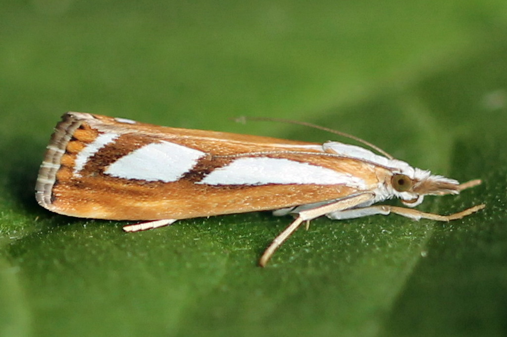 Catoptria myella