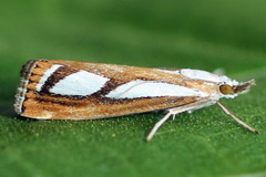 Catoptria permutatellus