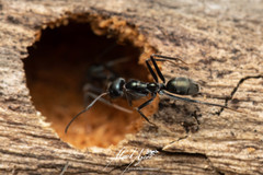 Iridomyrmex mayri