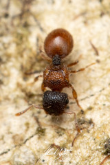 Meranoplus froggatti