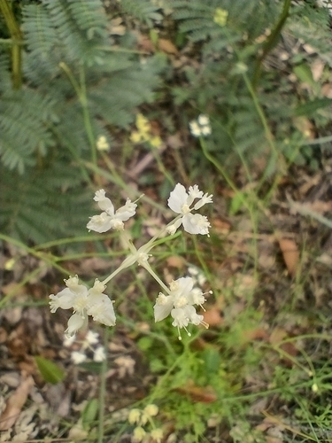 Image of Xanthosia atkinsoniana by no rights reserved