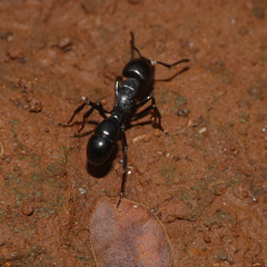 Plectroctena