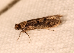 Niditinea fuscella