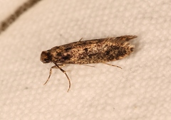 Niditinea fuscella