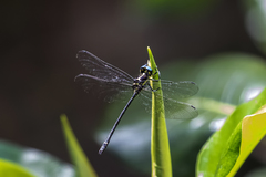 Eusynthemis aurolineata