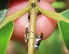 Eurymeloides bicincta