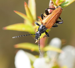 Lepturidea deplanchei