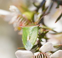 Cuspicona apothoracica