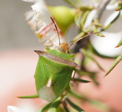 Cuspicona apothoracica