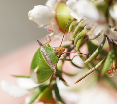 Cuspicona apothoracica