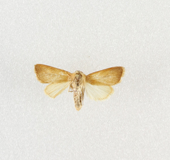 Sesamia nonagrioides