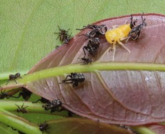 Eurymeloides bicincta