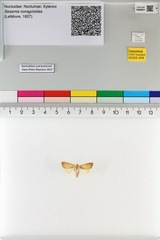 Sesamia nonagrioides