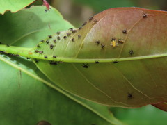 Eurymeloides bicincta