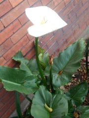 Zantedeschia aethiopica