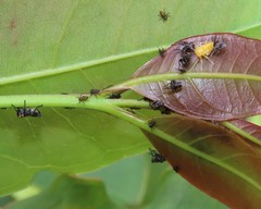 Eurymeloides bicincta