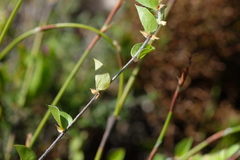 Psoralea imbricata
