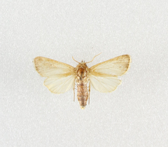 Sesamia nonagrioides